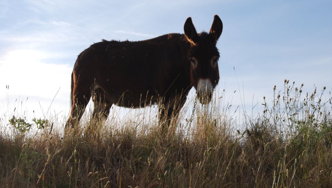 Tour 3 León - Pilgino