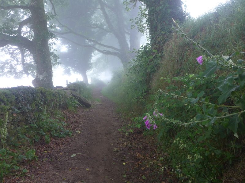 Camino Primitivo - Pilgino