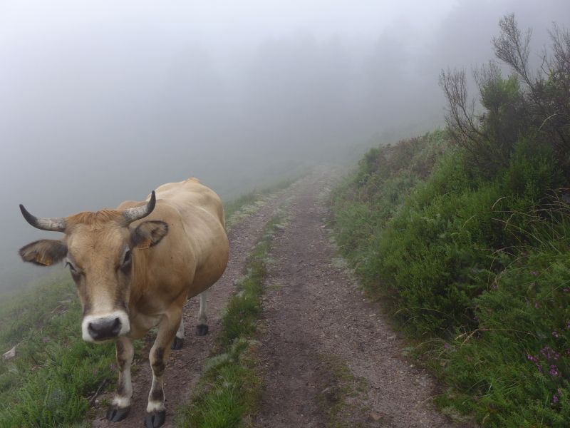Camino Primitivo - Pilgino