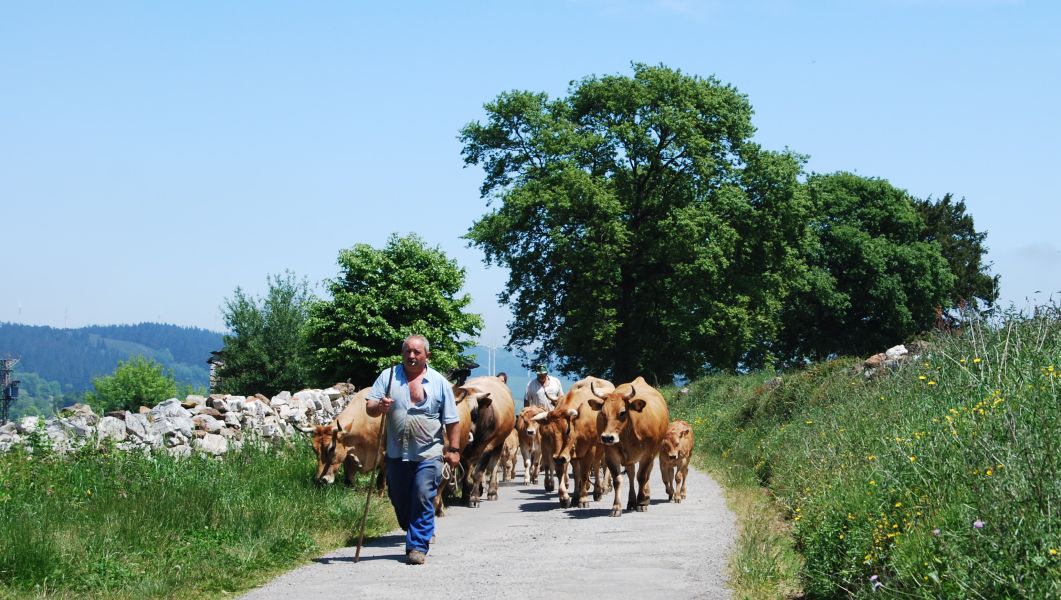 Camino Primitivo - Pilgino
