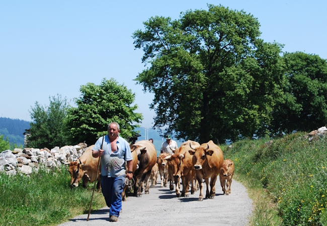 Camino Primitivo - Pilgino
