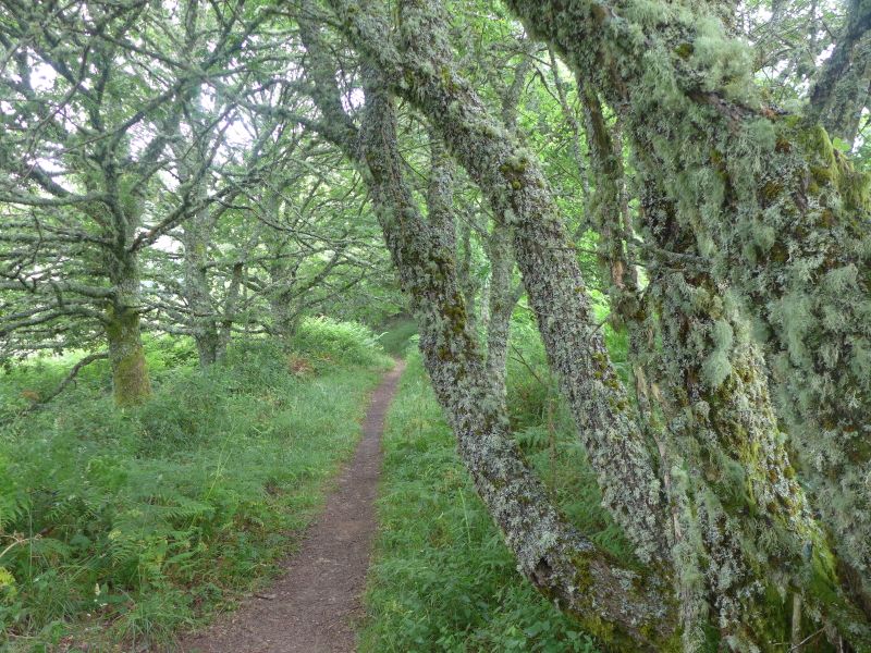 Camino Primitivo - Pilgino