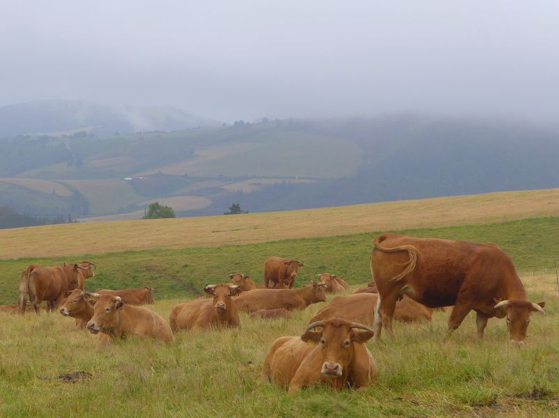 Camino Primitivo - Pilgino