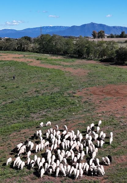 Camino de San Francisco: Recorrido por Roma - Pilgino