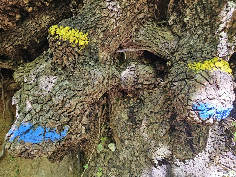 Camino de San Francisco: Recorrido por Roma - Pilgino