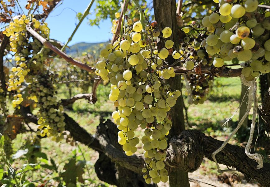 Franziskusweg: Tour Rieti - Pilgino