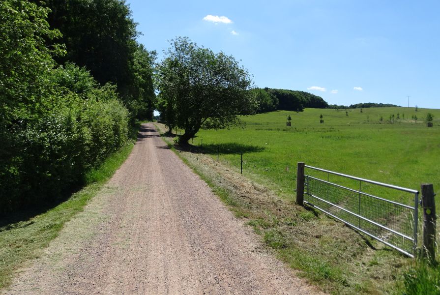 Mosel Camino - Pilgino