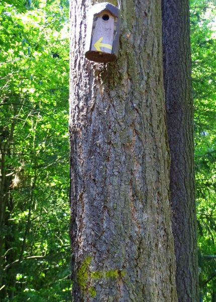 Mosel Camino - Pilgino