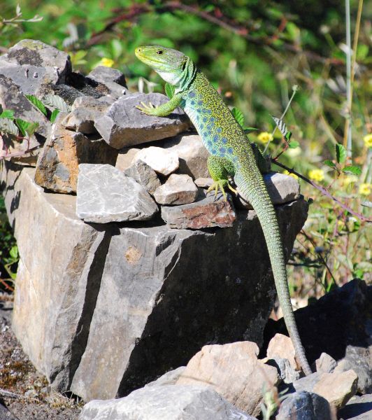 Tour 3 León - Pilgino