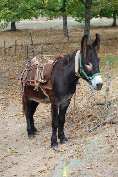 Tour 4 Santiago - Pilgino