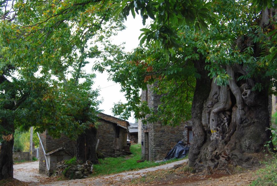 Tour 4 Santiago - Pilgino