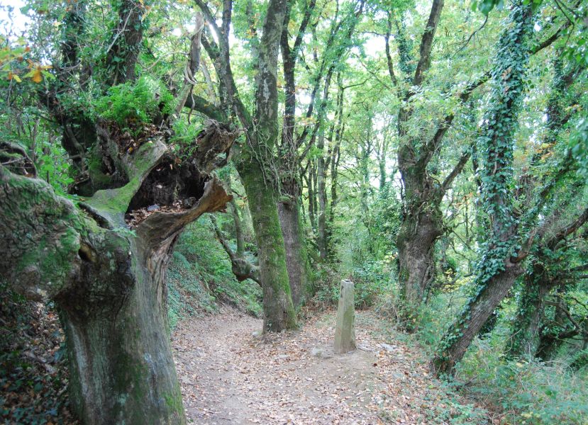 Camino Francés Die letzten 100 km (Kurzetappen) - Pilgino