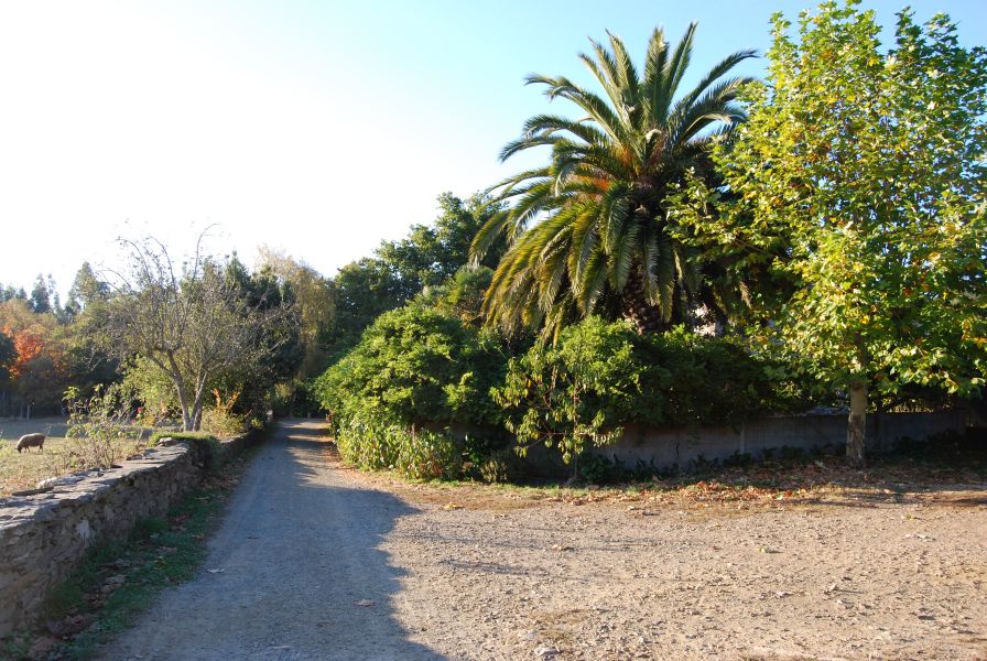 Camino Francés Die letzten 100 km (Kurzetappen) - Pilgino