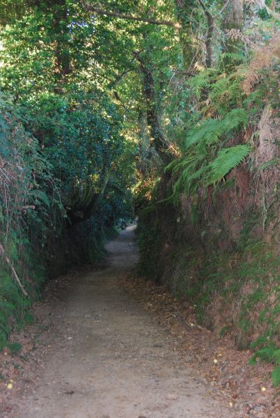 Camino Francés Die letzten 100 km (Kurzetappen) - Pilgino