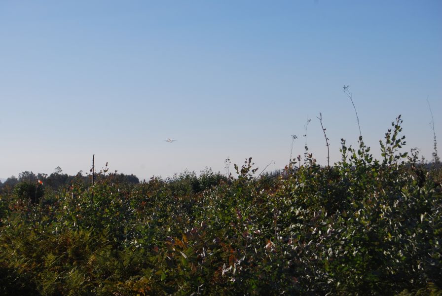 Camino Francés Die letzten 100 km (Kurzetappen) - Pilgino