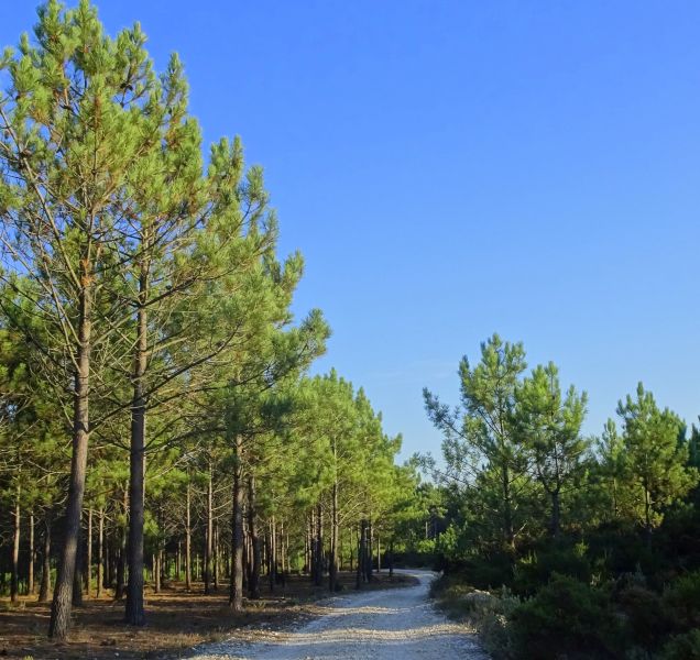 Tour PK1 Lissabon - Pilgino