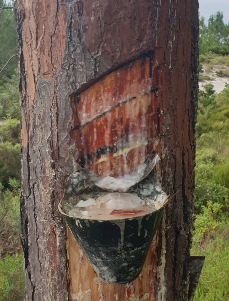 Tour PK1 Lissabon - Pilgino