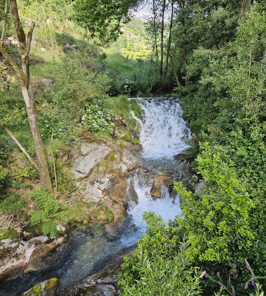Caminho Português - Interior - Pilgino
