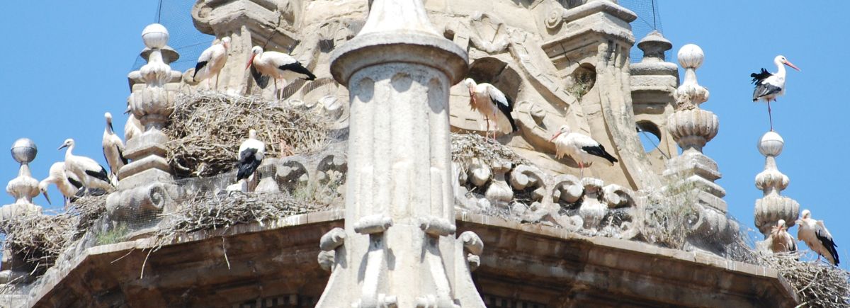 Ruta 1 Pamplona - Pilgino