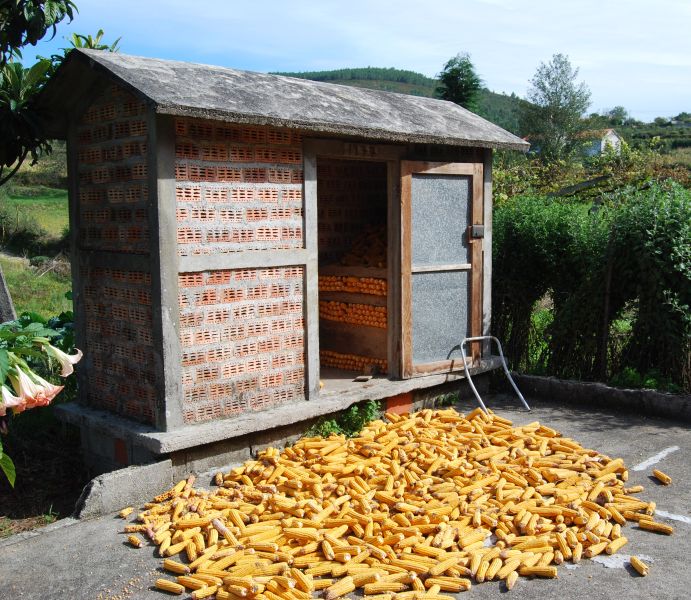 Caminho Português - Interior - Pilgino