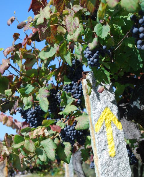Caminho Português - Interior - Pilgino