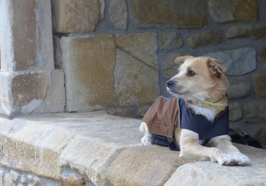 Camino del Norte - Komplett: Hondarribia (Irún) - Santiago - Pilgino