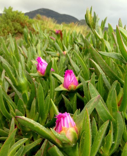 Camino del Norte - Komplett: Hondarribia (Irún) - Santiago - Pilgino
