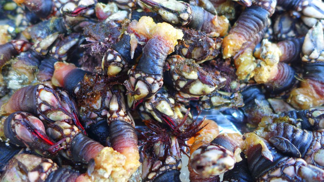 Tour N3 Gijón - Pilgino