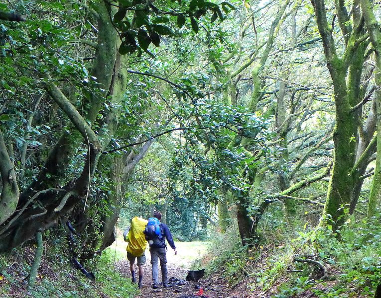 Camino del Norte - Komplett: Hondarribia (Irún) - Santiago - Pilgino