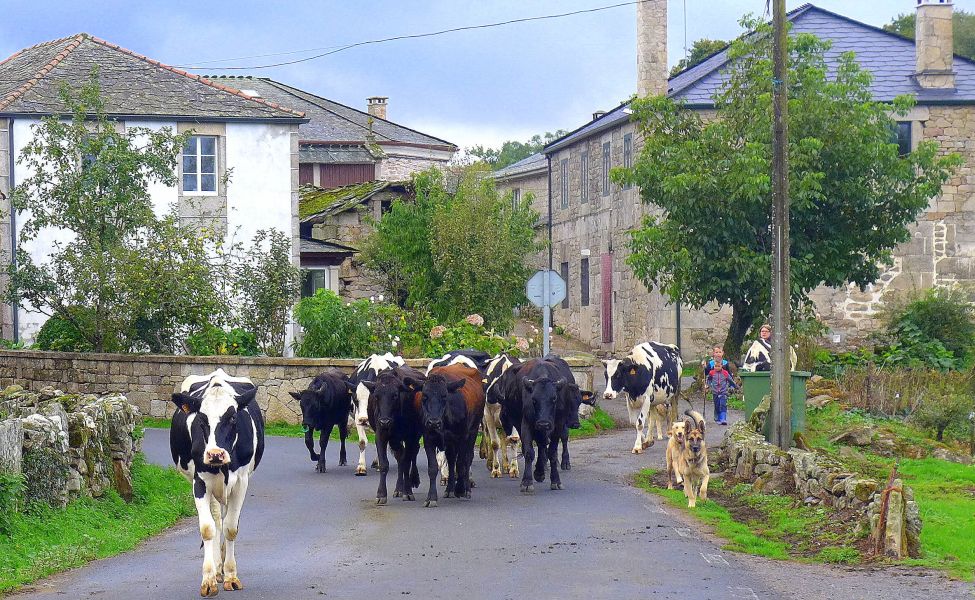 Camino del Norte - Komplett: Hondarribia (Irún) - Santiago - Pilgino