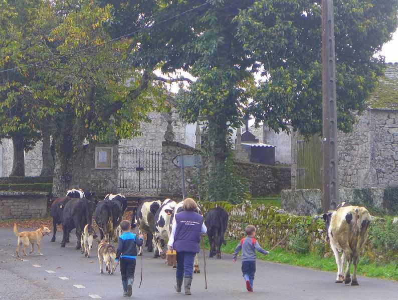 Camino del Norte - Komplett: Hondarribia (Irún) - Santiago - Pilgino