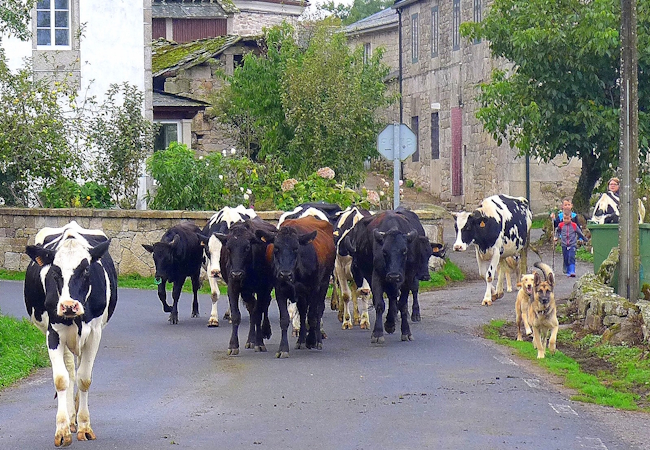 Camino del Norte - Komplett: Hondarribia (Irún) - Santiago - Pilgino