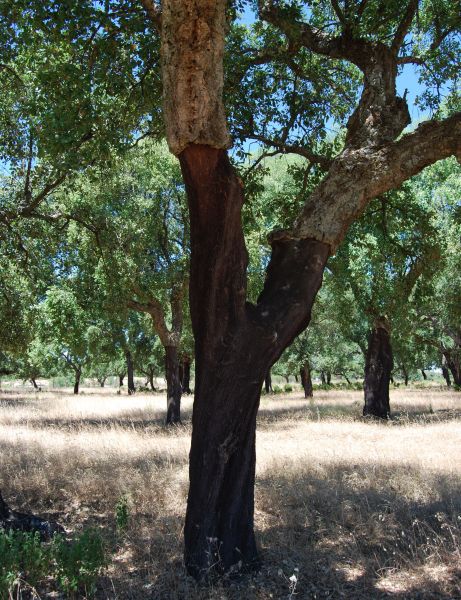 Sevillai túra - Pilgino