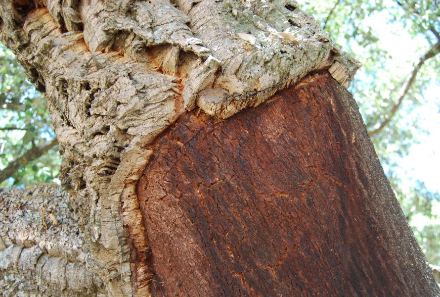 Sevillai túra - Pilgino