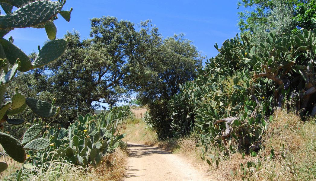 Sevillai túra - Pilgino