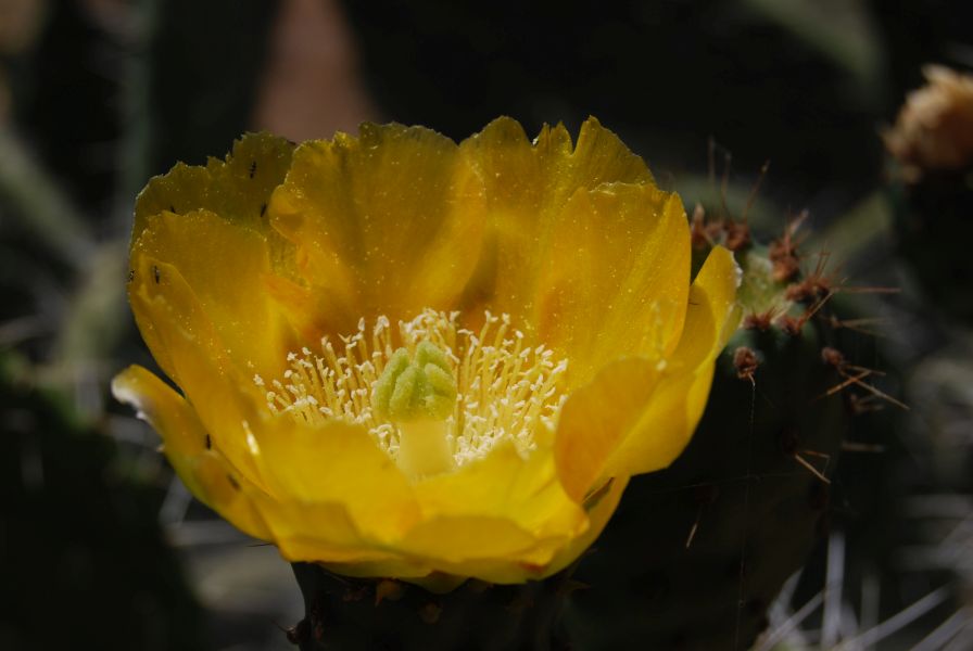 Sevillai túra - Pilgino