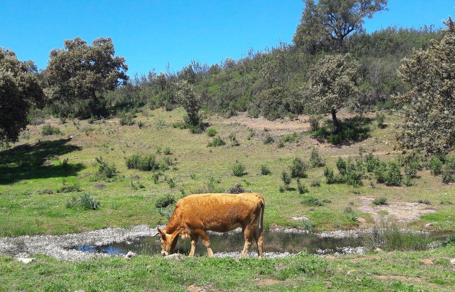 Sevillai túra - Pilgino