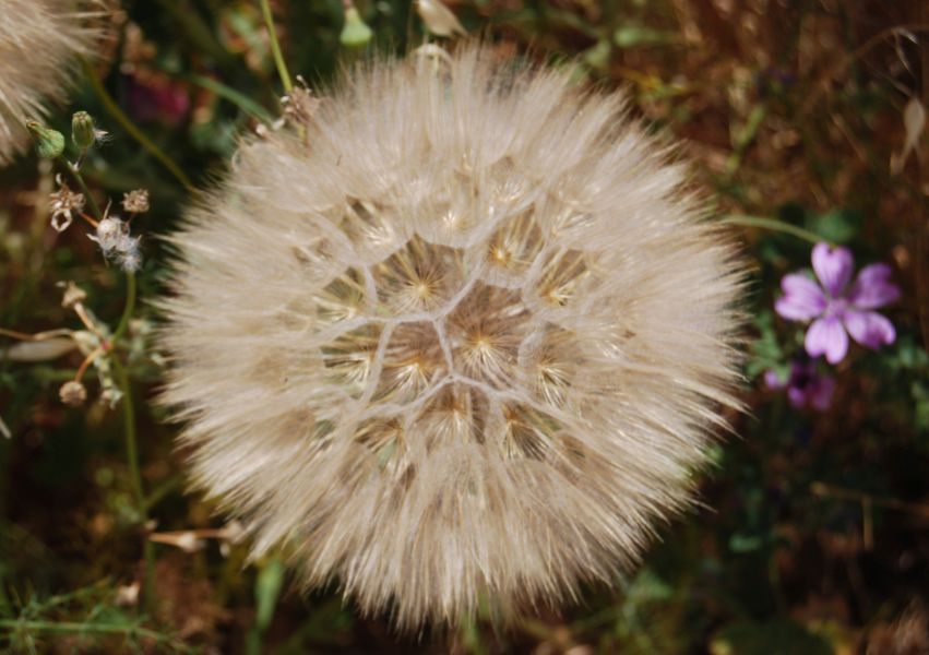 Sevillai túra - Pilgino